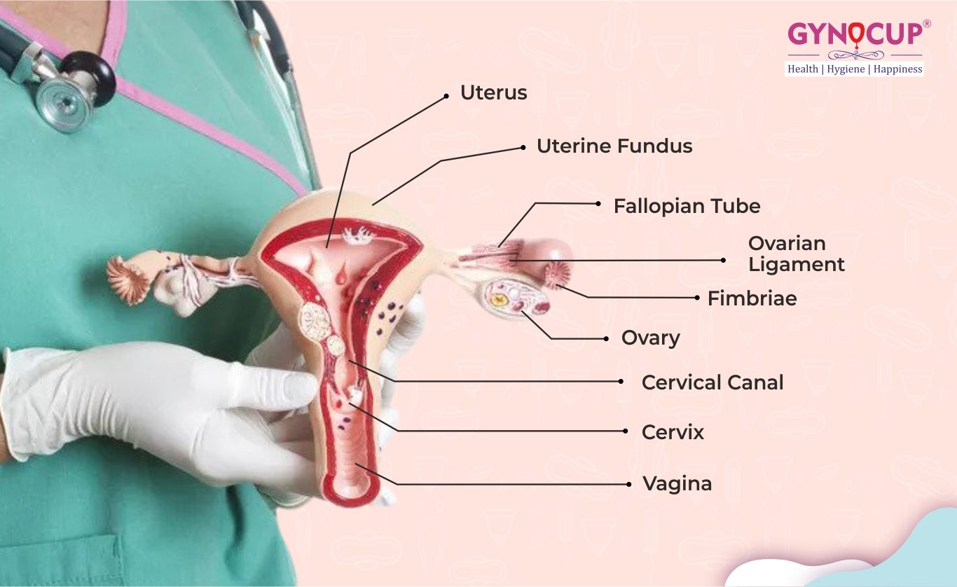 Female Reproductive System: Diagram